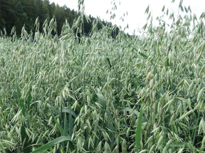 Sommerhafer Saatgut MAX ZS Bio     