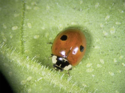 KOPPERT Aphidalia 100 Adalia bipunctata Larven KOPPERT Aphidalia 100 Adalia bipunctata Larven