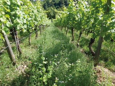 Planterra Weinbergbegrünung WBM 7120 Bio Planterra Weinbergbegrünung WBM 7120 Bio