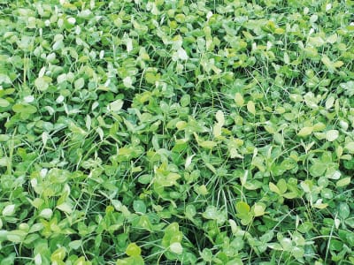 GreenTrip Kleegrasmischung Greening 20 kg Sack GreenTrip Kleegrasmischung Greening 20 kg Sack