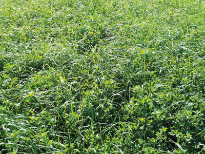 GreenTrip Luzernegras Greening 20 kg Sack GreenTrip Luzernegras Greening 20 kg Sack