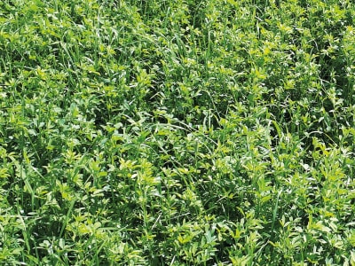 GreenTrip Luzernegras Greening 20 kg Sack GreenTrip Luzernegras Greening 20 kg Sack