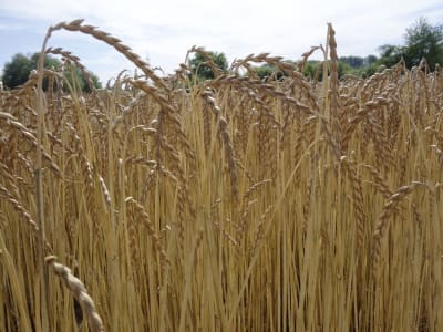 Dinkel Saatgut Oberkulmer Rotkorn ZS Bio 25 kg Sack Dinkel Saatgut Oberkulmer Rotkorn ZS Bio 25 kg Sack