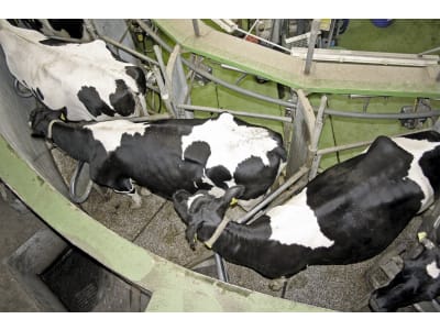 Schlauchaufroller Eingang M 22 x 1,5 AG; Ausgang M 22 x 1,5 IG, mit 20 m Hochdruckschlauch "Easyfarm365+", DN 8 Schlauchaufroller Eingang M 22 x 1,5 AG; Ausgang M 22 x 1,5 IG, mit 20 m Hochdruckschlauch "Easyfarm365+", DN 8