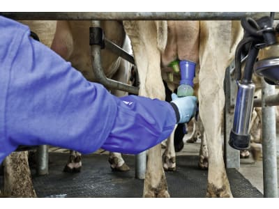 DeLaval Dippmittel "LactiFence™+" zum Dippen DeLaval Dippmittel "LactiFence™+" zum Dippen