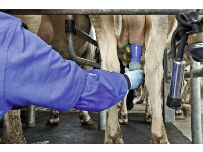 DeLaval Dippmittel "LactiFence™+" 20 l, zum Dippen, 741006322