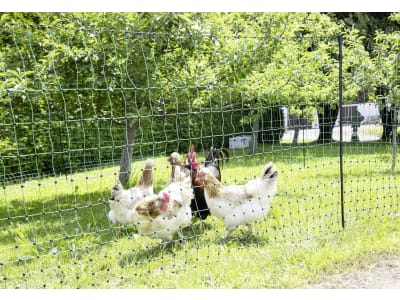 Ako Geflügelzaun "PoultryNet" 106 cm/50 m, grün, mit Doppelspitze, stromführend, 292272