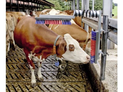 KERBL Kratzbürste "EuroFarm" Bürste 500 x 100 mm, für Rinder, 29325