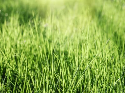 Sir Graham Dauerwiese Samen Grassamen    