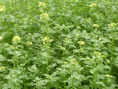 Senf Saatgut Gründüngung 1,25 kg Karton / 250 m²