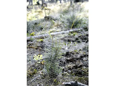 PlantaGard® Baumschutzgitter Maschen 40 mm, Ø x H: 40 x 100 cm, Stahl, verzinkt, 6-Eck-Geflecht, 100 St. PlantaGard® Baumschutzgitter Maschen 40 mm, Ø x H: 40 x 100 cm, Stahl, verzinkt, 6-Eck-Geflecht, 100 St.