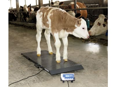 KERBL Tierwaage "PS 1000" Wägebereich 0 – 500 kg, 291310
