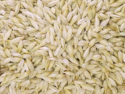 Gerste Ganzkorn ohne Gentechnik Futtergerste für Pferde, Hühner und Kleintiere 30 kg Sack Gerste Ganzkorn ohne Gentechnik Futtergerste für Pferde, Hühner und Kleintiere 30 kg Sack