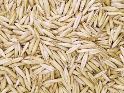 Hafer Ganzkorn ohne Gentechnik Futterhafer für Pferde und andere Tiere 25 kg Sack Hafer Ganzkorn ohne Gentechnik Futterhafer für Pferde und andere Tiere 25 kg Sack