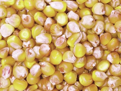 Mais Ganzkorn ohne Gentechnik Futtermais für Nutz - und Kleintiere 30 kg Sack Mais Ganzkorn ohne Gentechnik Futtermais für Nutz - und Kleintiere 30 kg Sack