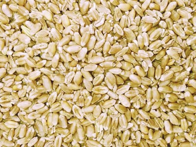 Weizen Ganzkorn ohne Gentechnik Futterweizen für Hühner, Kaninchen und Nager 30 kg Sack Weizen Ganzkorn ohne Gentechnik Futterweizen für Hühner, Kaninchen und Nager 30 kg Sack