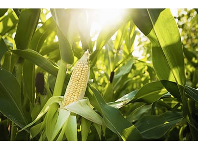  KOFASIL S 100 g Beutel heterofermentatives Siliermittel