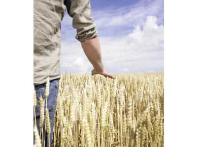 KOFA GRAIN -pH 5- 1.115 kg Container KOFA GRAIN -pH 5- 1.115 kg Container