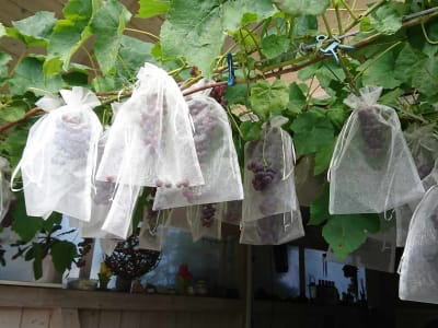 Traubenschutzbeutel Organza 30 x 20 cm 25 St. Traubenschutzbeutel Organza 30 x 20 cm 25 St.