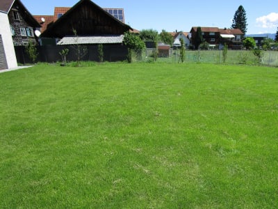 EasyGreen Wollrasen Trockenrasen EasyGreen Wollrasen Trockenrasen