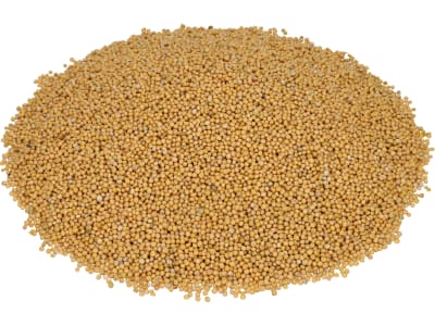 Senf Saatgut Severka ZS ungebeizt 25 kg Sack Senf Saatgut Severka ZS ungebeizt 25 kg Sack