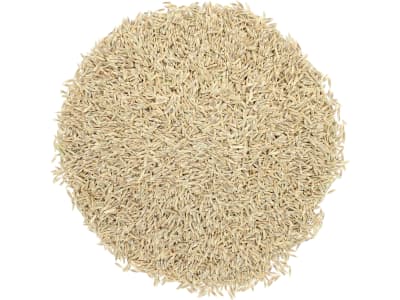 Einjähriges Weidelgras Saatgut Liquattro tetraploid ZS 25 kg Sack Einjähriges Weidelgras Saatgut Liquattro tetraploid ZS 25 kg Sack