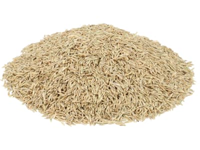Einjähriges Weidelgras Saatgut Liquattro tetraploid ZS 25 kg Sack Einjähriges Weidelgras Saatgut Liquattro tetraploid ZS 25 kg Sack