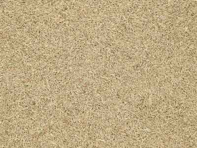 Einjähriges Weidelgras Saatgut Liquattro tetraploid ZS 25 kg Sack Einjähriges Weidelgras Saatgut Liquattro tetraploid ZS 25 kg Sack