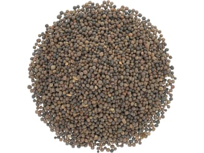 Sommerwicke Saatgut Gravesa 81 Z2 25 kg Sack Sommerwicke Saatgut Gravesa 81 Z2 25 kg Sack