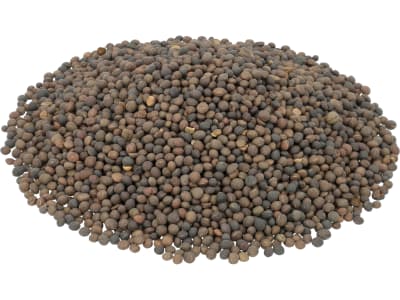 Sommerwicke Saatgut Gravesa 81 Z2 25 kg Sack Sommerwicke Saatgut Gravesa 81 Z2 25 kg Sack