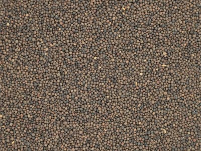 Sommerwicke Saatgut Gravesa 81 Z2 25 kg Sack Sommerwicke Saatgut Gravesa 81 Z2 25 kg Sack