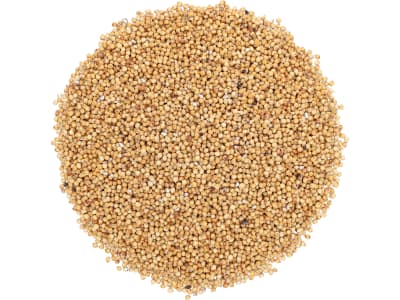 Sudangras Saatgut LUSSI Redigo M 25 kg Sack  