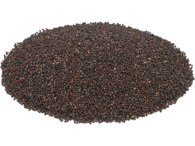 Winterrübsen Samen Jupiter ZS ungebeizt 25 kg Sack  