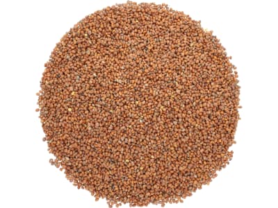 Ölrettich Saatgut Romesa ZS ungebeizt 25 kg Sack Ölrettich Saatgut Romesa ZS ungebeizt 25 kg Sack
