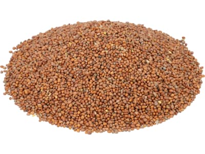 Ölrettich Saatgut Romesa ZS ungebeizt 25 kg Sack Ölrettich Saatgut Romesa ZS ungebeizt 25 kg Sack