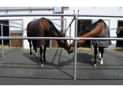 BELMONDO® Stallmatte "Paddock" 100 x 100 x 2,4 cm, für Außenbereiche, Paddocks