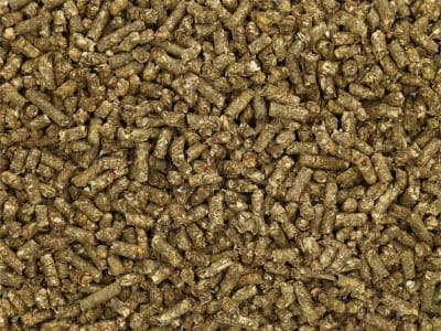 Pegus Power Cobs Maiscobs aus der ganzen Pflanze zum Einweichen Pellet 20 kg Sack Pegus Power Cobs Maiscobs aus der ganzen Pflanze zum Einweichen Pellet 20 kg Sack
