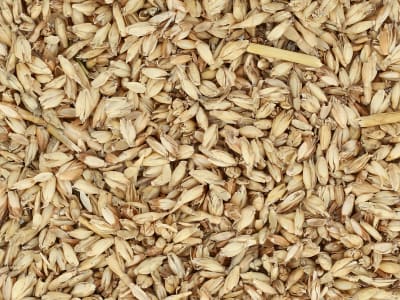 Dinkelstreu Einstreu naturbelassene Dinkelspelzen als Einstreu für Hühner 170 kg BigBag Dinkelstreu Einstreu naturbelassene Dinkelspelzen als Einstreu für Hühner 170 kg BigBag