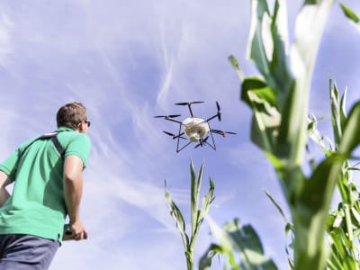  Drohneneinsatz zur Maiszünslerbekämpfung 2x 110.000 Schlupfwespen/ha, zweifacher Überflug  