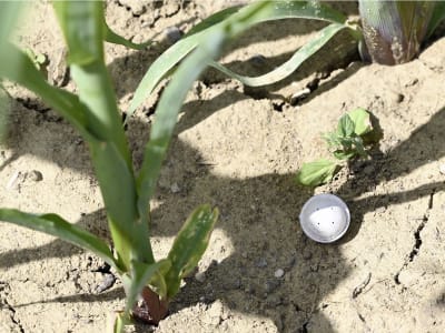  Tricholine Hand  Schlupfwespen zur Maiszünslerbekämpfung, 2x100 Kugeln (110.000 T/ha)  