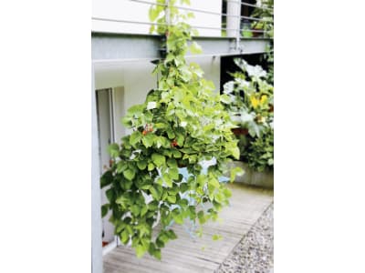 bellissa Blumenampel "Hanging Basket" mit Kokoseinsatz mattschwarz bellissa Blumenampel "Hanging Basket" mit Kokoseinsatz mattschwarz