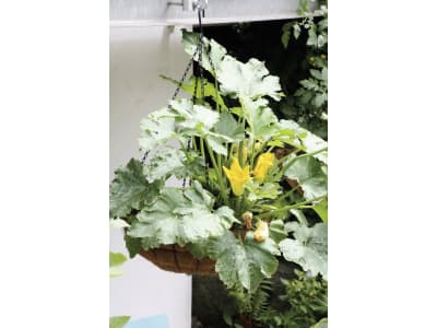 bellissa Blumenampel "Hanging Basket" mit Kokoseinsatz mattschwarz bellissa Blumenampel "Hanging Basket" mit Kokoseinsatz mattschwarz