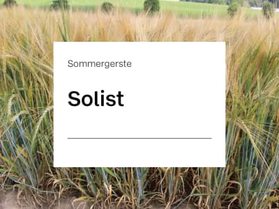 Sommergerste Solist Sommergerste Solist