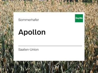 Sommerhafer Apollon Sommerhafer Apollon