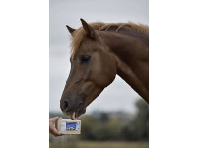 S.I.N. HELLAS MultiVitamin BRONCHIAL Mineralleckstein aus Meersalz mit ätherischen Ölen aus Minze und Eukalyptus für Pferde, Rinder, Schafe, Ziegen 5 kg Leckstein S.I.N. HELLAS MultiVitamin BRONCHIAL Mineralleckstein aus Meersalz mit ätherischen Ölen aus Minze und Eukalyptus für Pferde, Rinder, Schafe, Ziegen 5 kg Leckstein