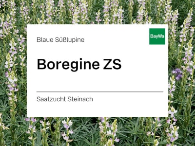 Blaue Lupine Boregine ZS Blaue Lupine Boregine ZS