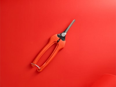 BAHCO Profi-Leseschere P129-19 6 für die Traubenernte, Gartenschere BAHCO Profi-Leseschere P129-19 6 für die Traubenernte, Gartenschere