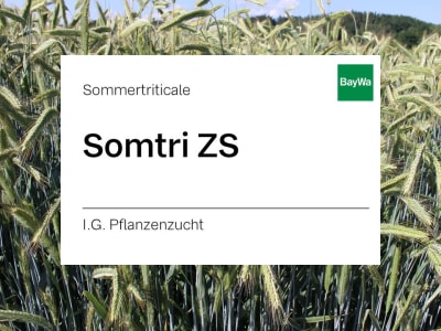 Sommertriticale Somtri ZS ungebeizt 30 kg Sack Sommertriticale Somtri ZS ungebeizt 30 kg Sack