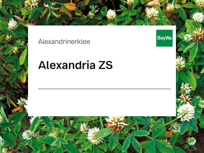 Alexandrinerklee Saatgut Alexandria ZS 25 kg Sack Alexandrinerklee Saatgut Alexandria ZS 25 kg Sack