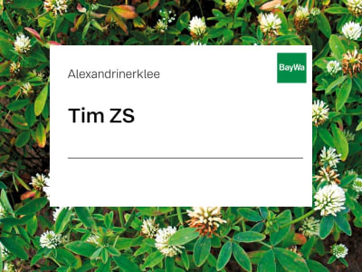 Alexandrinerklee Saatgut Tim ZS  10 kg Sack  